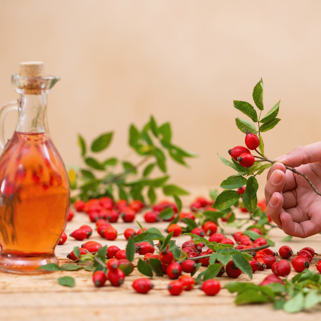 Rosa mosqueta planta