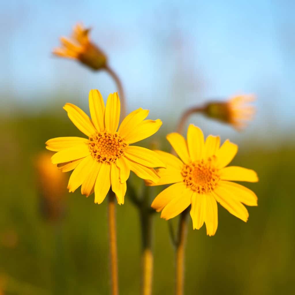 Arnica