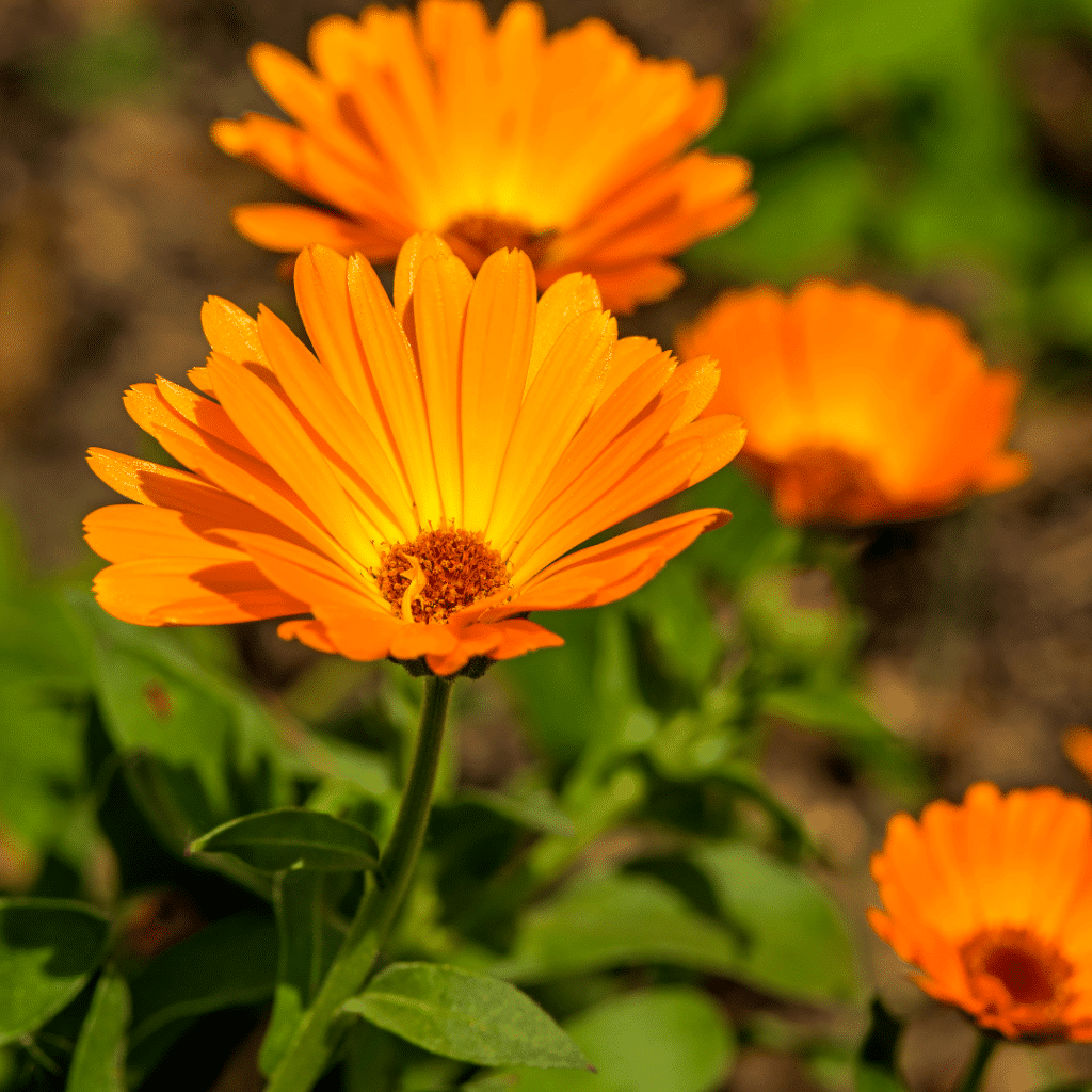 Calendula